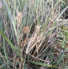 Spinifex sericeus (Beach Grass) at Long Beach, NSW - 13 Jan 2023 by natureguy