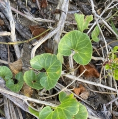 Calystegia soldanella (Sea Bindweed) at Long Beach, NSW - 12 Jan 2023 by natureguy