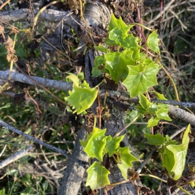 Delairea odorata (Cape Ivy) at Long Beach, NSW - 13 Jan 2023 by natureguy