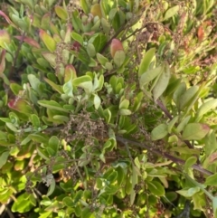 Rhagodia candolleana subsp. candolleana (Seaberry Saltbush) at Long Beach, NSW - 13 Jan 2023 by natureguy