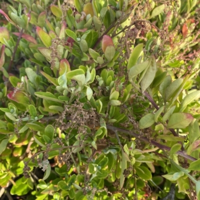 Rhagodia candolleana subsp. candolleana (Seaberry Saltbush) at Long Beach, NSW - 13 Jan 2023 by natureguy