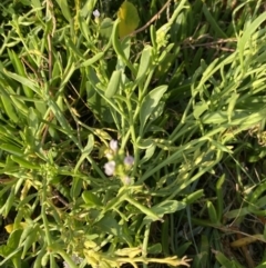 Cakile maritima (Sea Rocket) at Long Beach, NSW - 13 Jan 2023 by natureguy