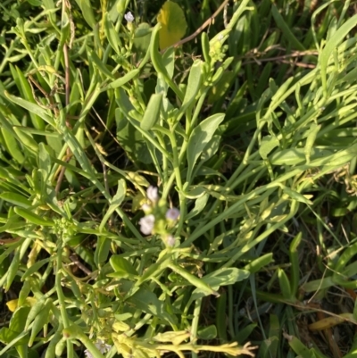 Cakile maritima (Sea Rocket) at Long Beach, NSW - 13 Jan 2023 by natureguy
