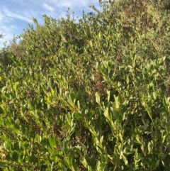 Acacia longifolia subsp. sophorae (Coast Wattle) at Long Beach, NSW - 13 Jan 2023 by natureguy