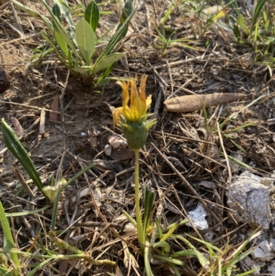 Gazania x splendens (Gazania) at Long Beach, NSW - 12 Jan 2023 by natureguy