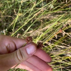 Ficinia nodosa (Knobby Club-rush) at Long Beach, NSW - 12 Jan 2023 by natureguy