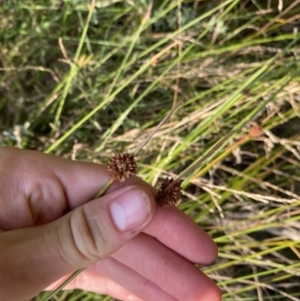 Ficinia nodosa at Long Beach, NSW - 13 Jan 2023 07:01 AM