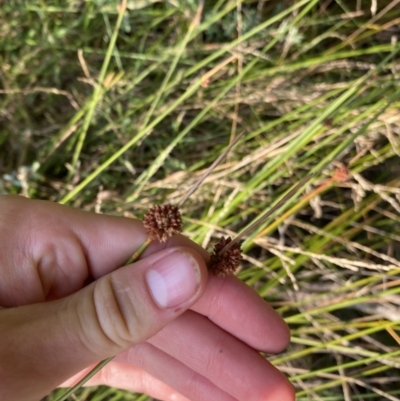 Ficinia nodosa (Knobby Club-rush) at Long Beach, NSW - 12 Jan 2023 by natureguy