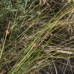 Ficinia nodosa at Long Beach, NSW - 13 Jan 2023 07:01 AM