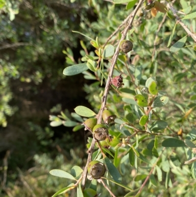 Leptospermum laevigatum (Coast Teatree) at Long Beach, NSW - 13 Jan 2023 by natureguy