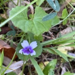 Viola banksii (Native Violet) at Long Beach, NSW - 13 Jan 2023 by natureguy