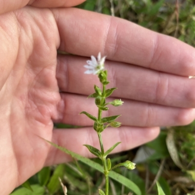 Stellaria flaccida (Forest Starwort) at Long Beach, NSW - 13 Jan 2023 by natureguy