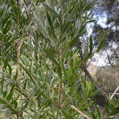 Acacia longifolia subsp. longifolia (Sydney Golden Wattle) at Long Beach, NSW - 13 Jan 2023 by natureguy