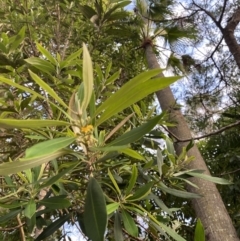 Tristaniopsis laurina (Kanooka, Water Gum) at Long Beach, NSW - 13 Jan 2023 by natureguy