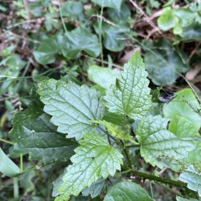 Urtica incisa (Stinging Nettle) at Long Beach, NSW - 12 Jan 2023 by natureguy