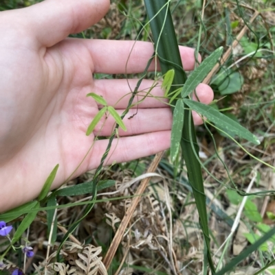 Glycine clandestina (Twining Glycine) at Long Beach, NSW - 13 Jan 2023 by natureguy