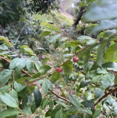 Breynia oblongifolia (Coffee Bush) at Long Beach, NSW - 13 Jan 2023 by natureguy