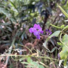 Glycine microphylla (Small-leaf Glycine) at Long Beach, NSW - 13 Jan 2023 by natureguy