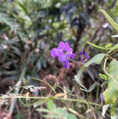 Glycine microphylla (Small-leaf Glycine) at Long Beach, NSW - 13 Jan 2023 by natureguy