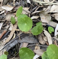 Hydrocotyle bonariensis (Pennywort) at Long Beach, NSW - 13 Jan 2023 by natureguy