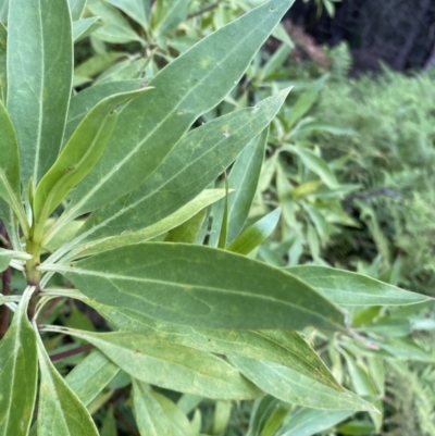 Myoporum acuminatum (Boobialla) at Long Beach, NSW - 13 Jan 2023 by natureguy