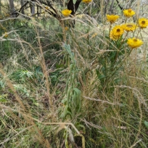 Erigeron sp. at Hackett, ACT - 13 Jan 2023