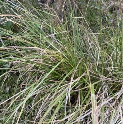 Carex longebrachiata (Bergalia Tussock) at Long Beach, NSW - 12 Jan 2023 by natureguy