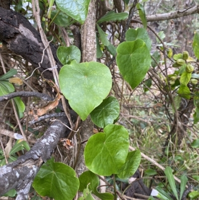 Stephania japonica var. discolor (Snake Vine) at Long Beach, NSW - 12 Jan 2023 by natureguy