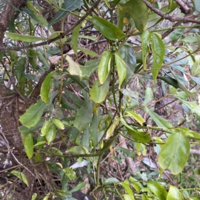 Gynochthodes jasminoides (Sweet Morinda) at Long Beach, NSW - 12 Jan 2023 by natureguy