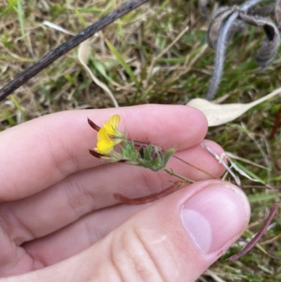 Lotus sp. (Trefoil) at Long Beach, NSW - 12 Jan 2023 by natureguy