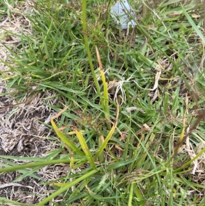 Cyperus polystachyos (Leafy Twig Rush, Bunchy Sedge) at Long Beach, NSW - 12 Jan 2023 by natureguy