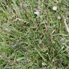 Sporobolus africanus (Parramatta Grass, Rat's Tail Grass) at Long Beach, NSW - 12 Jan 2023 by natureguy