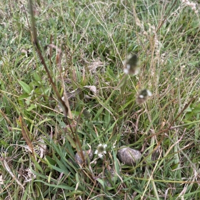 Bothriochloa macra (Red Grass, Red-leg Grass) at Long Beach, NSW - 12 Jan 2023 by natureguy