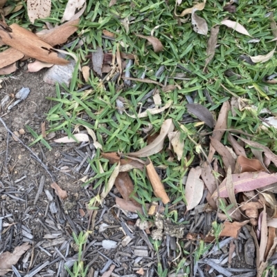 Cenchrus clandestinus (Kikuyu Grass) at Long Beach, NSW - 12 Jan 2023 by natureguy