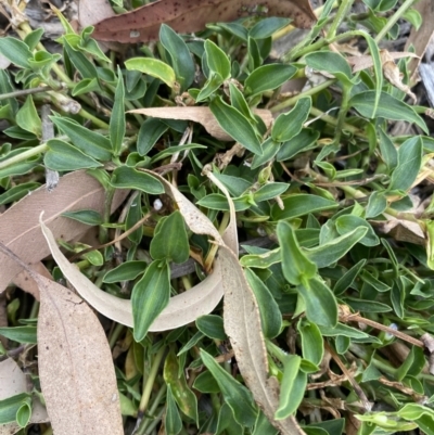 Tradescantia fluminensis (Trad, Wandering Jew) at Long Beach, NSW - 12 Jan 2023 by natureguy