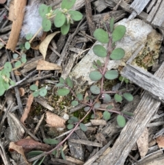 Euphorbia prostrata (Red Caustic Weed) at Long Beach, NSW - 12 Jan 2023 by natureguy