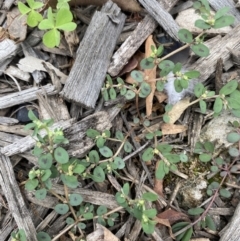 Euphorbia maculata (Eyebane) at Long Beach, NSW - 12 Jan 2023 by natureguy