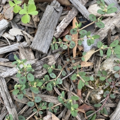 Euphorbia maculata (Eyebane) at Long Beach, NSW - 12 Jan 2023 by natureguy