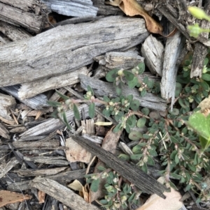 Euphorbia maculata at Long Beach, NSW - 12 Jan 2023 06:23 PM