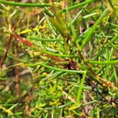 Acacia genistifolia (Early Wattle) at Gundaroo, NSW - 13 Jan 2023 by trevorpreston