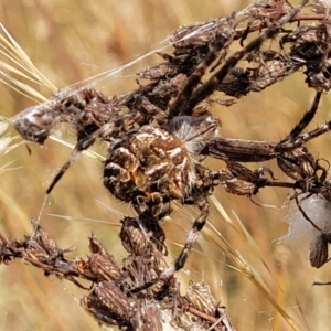 Backobourkia heroine at Gundaroo, NSW - 13 Jan 2023