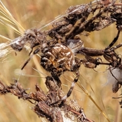 Backobourkia heroine at Gundaroo, NSW - 13 Jan 2023