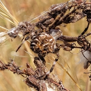 Backobourkia heroine at Gundaroo, NSW - 13 Jan 2023 11:17 AM