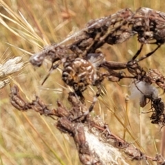 Backobourkia heroine at Gundaroo, NSW - 13 Jan 2023