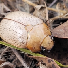 Anoplognathus pallidicollis at Gundaroo, NSW - 13 Jan 2023