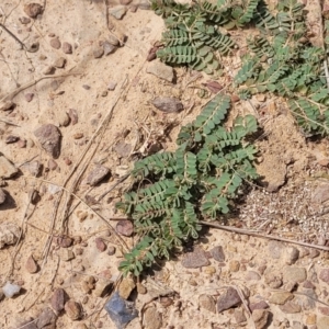 Euphorbia dallachyana at Gundaroo, NSW - 13 Jan 2023