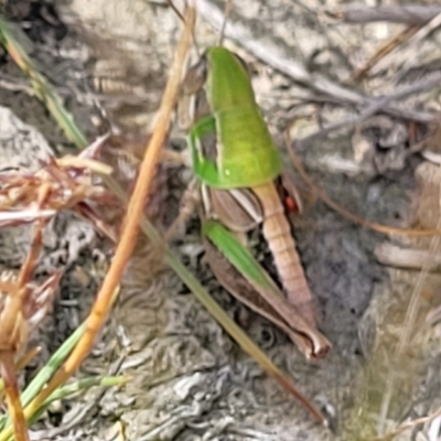 Praxibulus sp. (genus) (A grasshopper) at Gundaroo, NSW - 12 Jan 2023 by trevorpreston