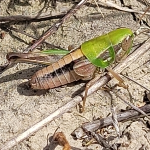 Praxibulus sp. (genus) at Gundaroo, NSW - 13 Jan 2023