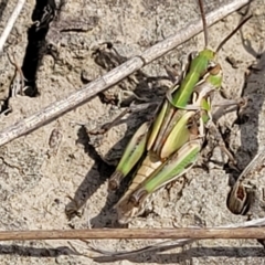 Oedaleus australis at Gundaroo, NSW - 13 Jan 2023