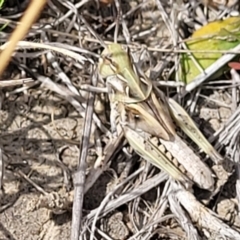 Oedaleus australis at Gundaroo, NSW - 13 Jan 2023